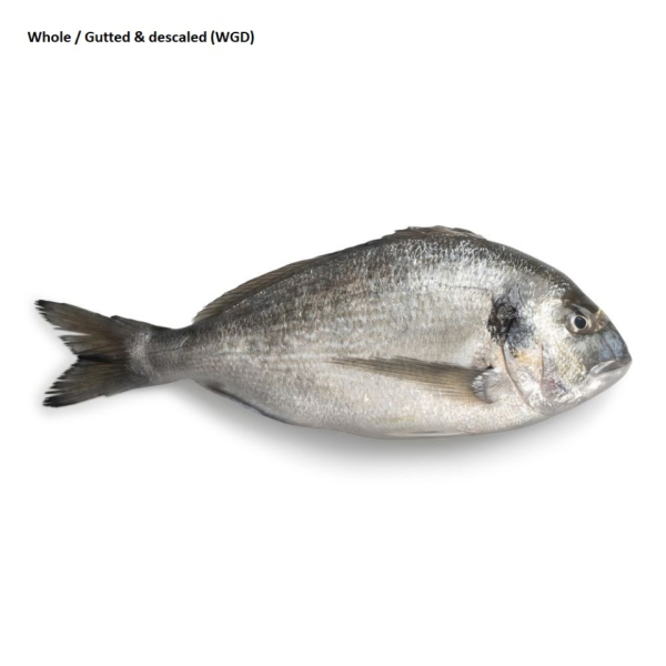 Seabream  (Sparus Aurata)