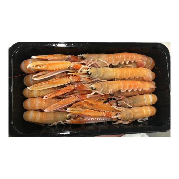 Tray 1kg 8-12 (Nephrops Norvegicus)