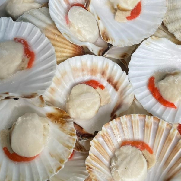 Half shell king scallop 5kg box {Pecten maximus}