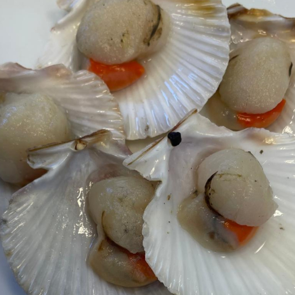 Queen scallop half shell Island Man (Aequipecten Opercularis)