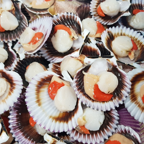 Scallops half shell Peru (Argopecten Purpuratus)
