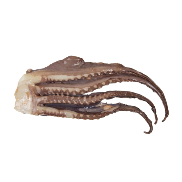 Giant squid tentacles whole (Dosidicus Gigas)